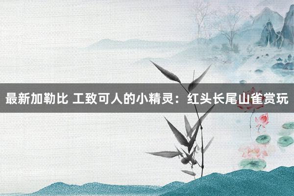 最新加勒比 工致可人的小精灵：红头长尾山雀赏玩