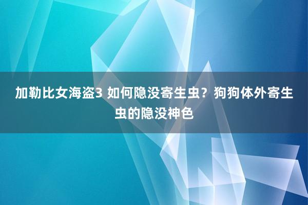 加勒比女海盗3 如何隐没寄生虫？狗狗体外寄生虫的隐没神色