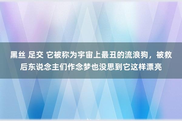 黑丝 足交 它被称为宇宙上最丑的流浪狗，被救后东说念主们作念梦也没思到它这样漂亮